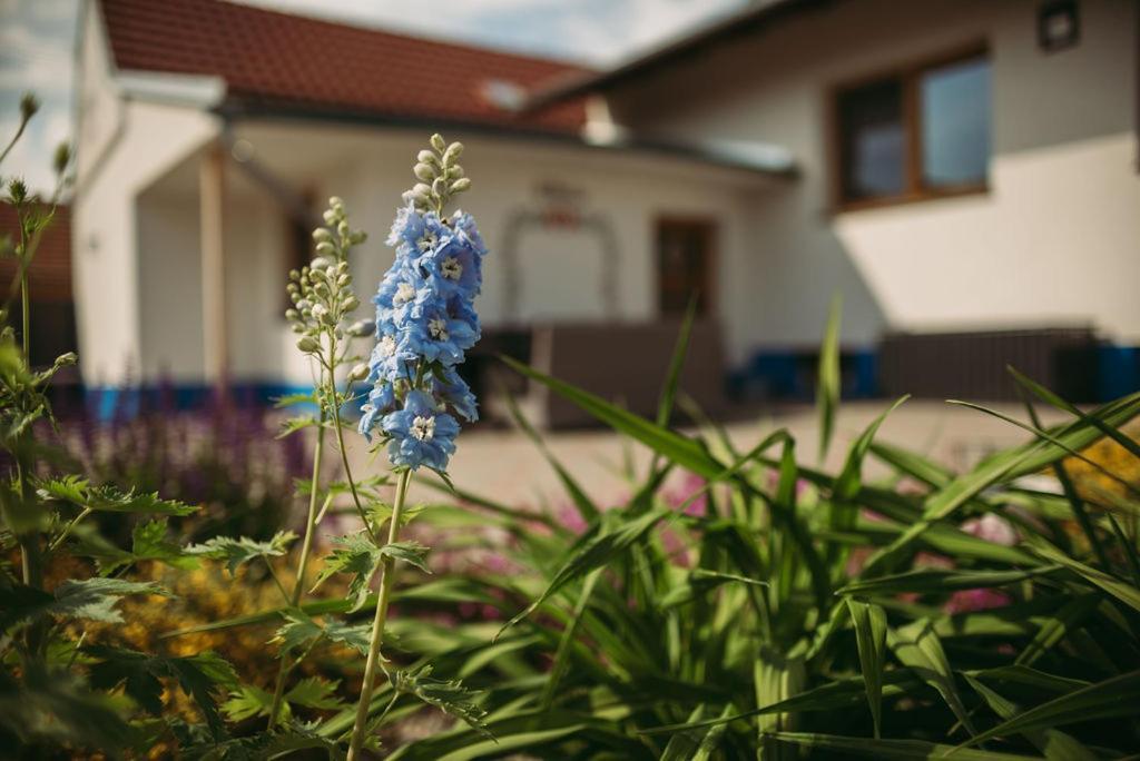 Apartman U Draba: Ubytovani Na Slovacku V Miloticich U Kyjova Milotice Eksteriør billede